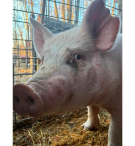 Lbd haylee's hog project tile